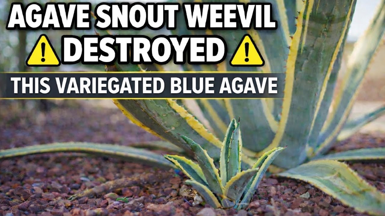 Agave Snout Weevil Damage | Removing a Dying Variegated Blue Agave