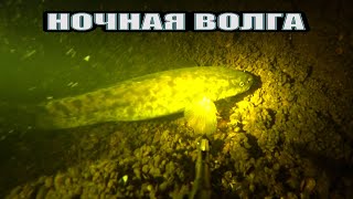 Подводные Обитатели Ночной Волги🌊 Налим, Судак, Лещ, Стерлядь🐟 Подводная съёмка