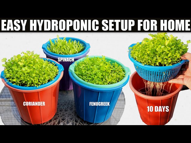 Growing Hydroponic Vegetable Garden at Home - Easy for Beginners - YouTube