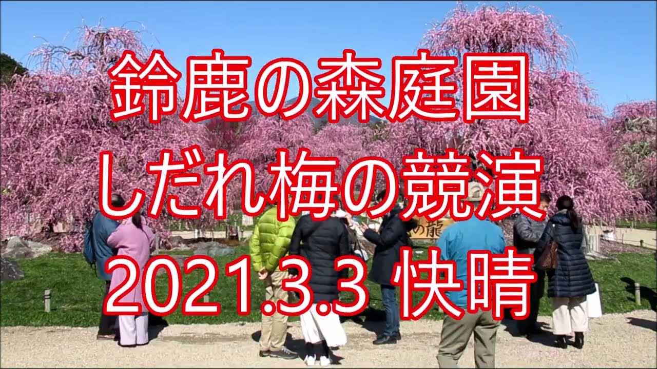鈴鹿の森庭園 しだれ梅 Youtube