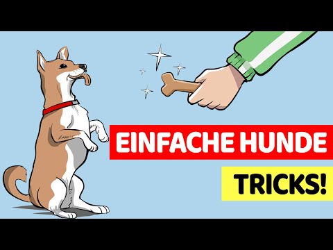 Video: Wie man einem Hund beibringt, einen Snack aus der Nase zu essen