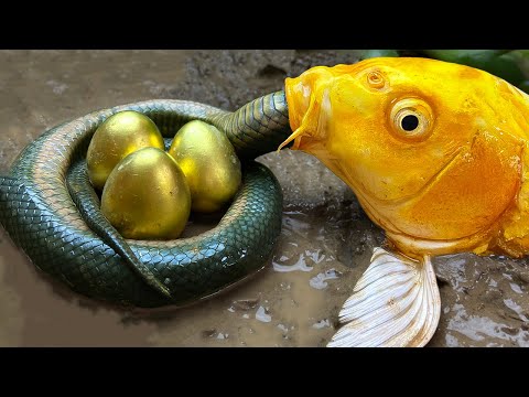 Stop Motion ASMR - This is terrifying Huge Gold Fish Eats Snake Trap Primitive Cooking Cuckoo