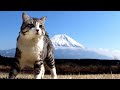 スター猫 ニャン吉😺