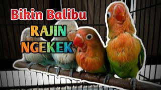 Pancingan Lovebird Paud balibu ngekek jeda rapat