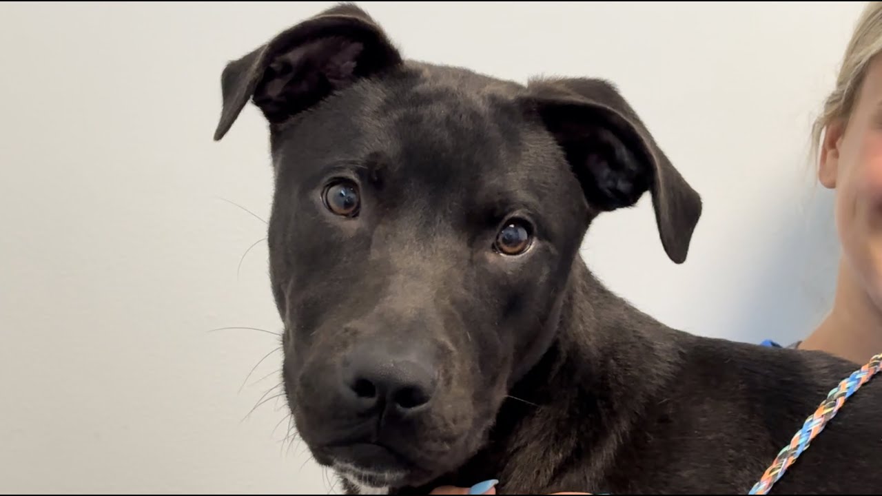 Best of Pets Cash YouTube