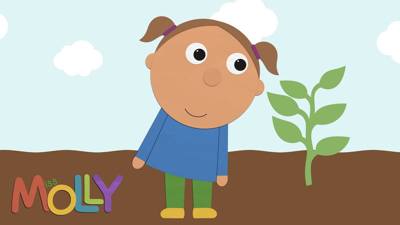 How Does a Plant Grow? (Lifecycle of Plant) | Miss Molly Sing Along Songs |  The ALPHABET Kids - YouTube