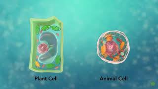 Biol 121 Chpt 3 Part 1 cell anatomy
