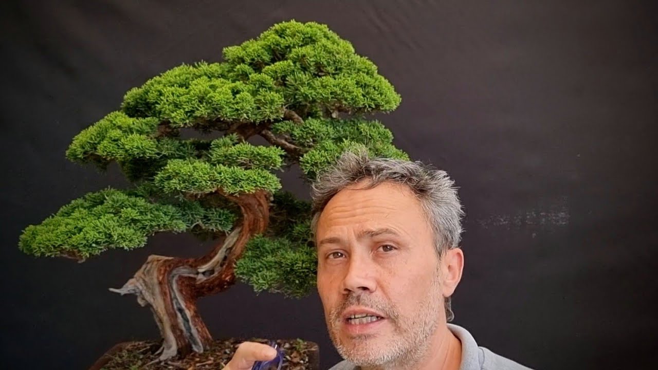 Lavori di manutenzione estiva su un Juniperus Itoigawa Bonsai