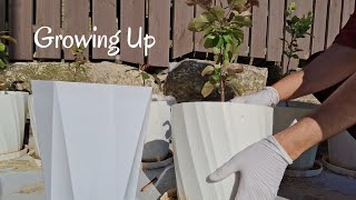 Growing Up - Apple Trees