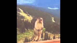 screaming marmot
