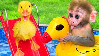 Baby Monkey BonBon Swimming with Cute Duckling and Eat Watermelon Fruit - BonBon Farm