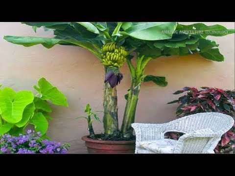 How to grow banana tree in pot - Complete Growing Guide