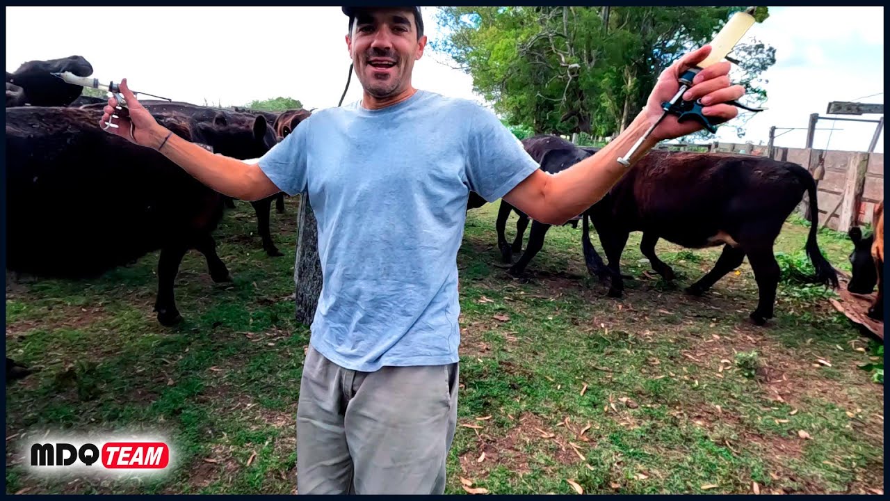 HOY TRABAJAMOS CON ANIMALES PORQUE SE VINO LA VACUNACION