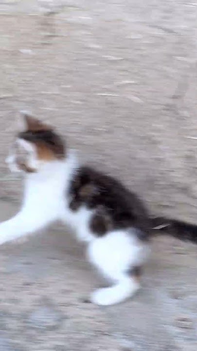 Забавные котята та .Крутые коты. Милые кошечки. Кошачий правда. #cat # ...