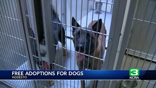 Modesto animal shelter offers free adoptions