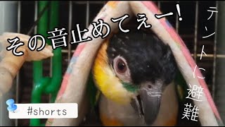 【うるさい怖い!】掃除機からの避難先はテント!《ズグロシロハラインコ/Caique Parrot》 【うるさい怖い!】掃除機からの避難先はテント!《ズグロシロハラインコ/Caique Parrot》