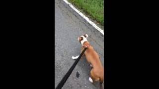 Williamson Kennels All Work No Play