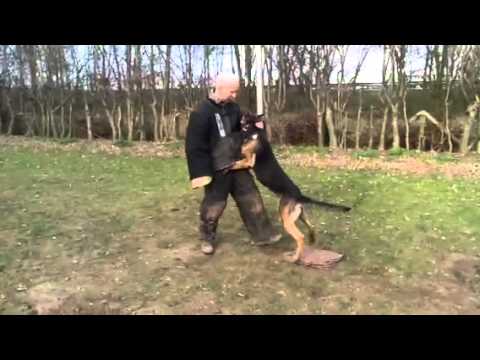 KNPV Stud Dog Billy BRN 23677
