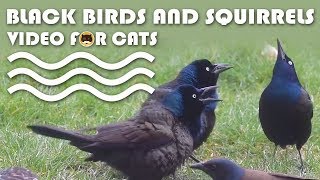 Video For Cats To Watch - Black Birds And Squirrels | Cat Tv.