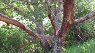 Deer Damage to a Willow Tree