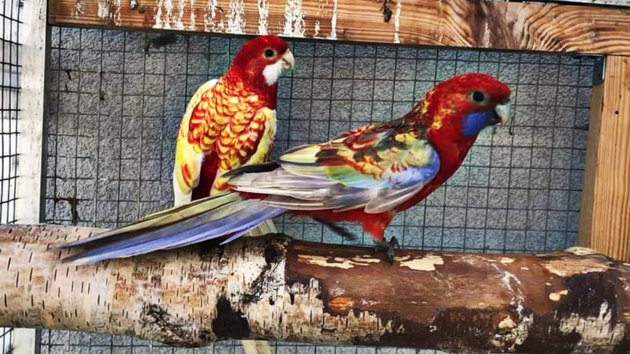 Red rosella parrots ki breeding or business kesa h | AHSAN PETs