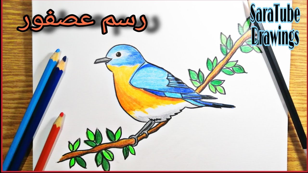 رسم عصفور how to draw a bird