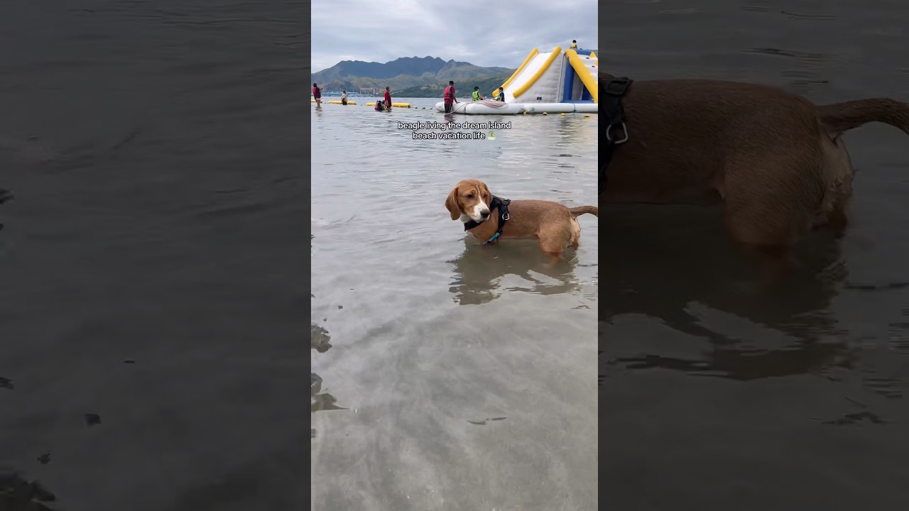 Cute Beagle Living the Island Life 🏝️🐶 | Beach Day Vacation Dog Vibes - Fun Playtime Swimming Day
