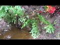 Beaver trapping , with catch caught on video!!