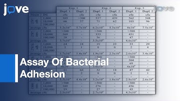 Assay: Bacterial Adhesion Onto Mammalian Epithelial Cells l Protocol Preview