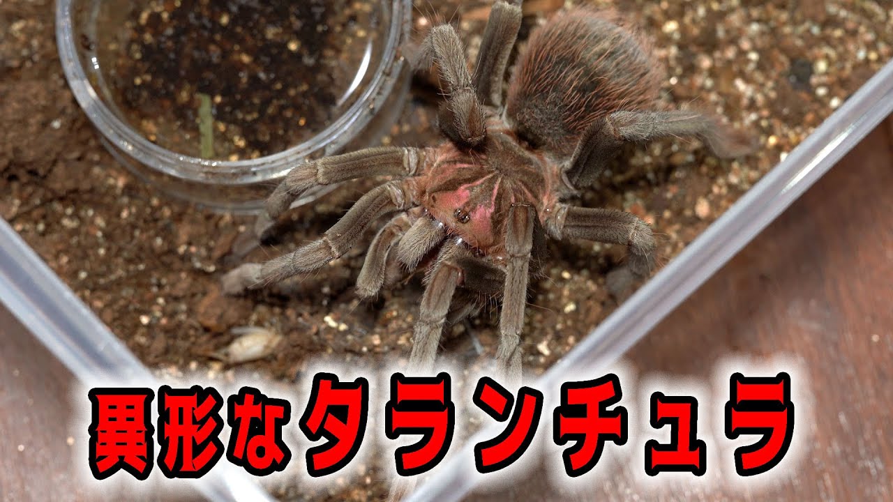 タランチュラ　奇蟲 ♀確定】Theraphosidae sp.Cuscoタランチュラ LS13cm程 ムカデ