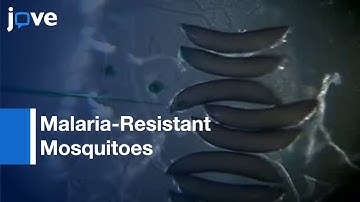 Injection: An. stephensi Embryos To Generate Malaria-Resistant Mosquitoes l Protocol Preview