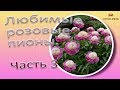 Любимые розовые пионы. Часть 3 / Сад Ворошиловой