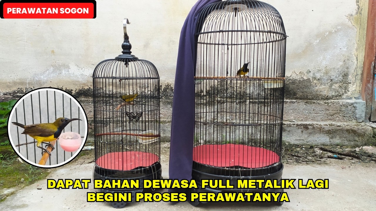 SOGON BAHAN KE 2 DAPAT DEWASA FULL METALIK LAGI❗SEPERTI INI PERAWATANYA BIAR CEPAT BUNYI❗