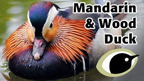 BTO Bird ID - Mandarin Duck & Wood Duck - DayDayNews