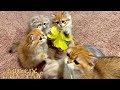 Relaxing baby kittens play  lux paw cattery
