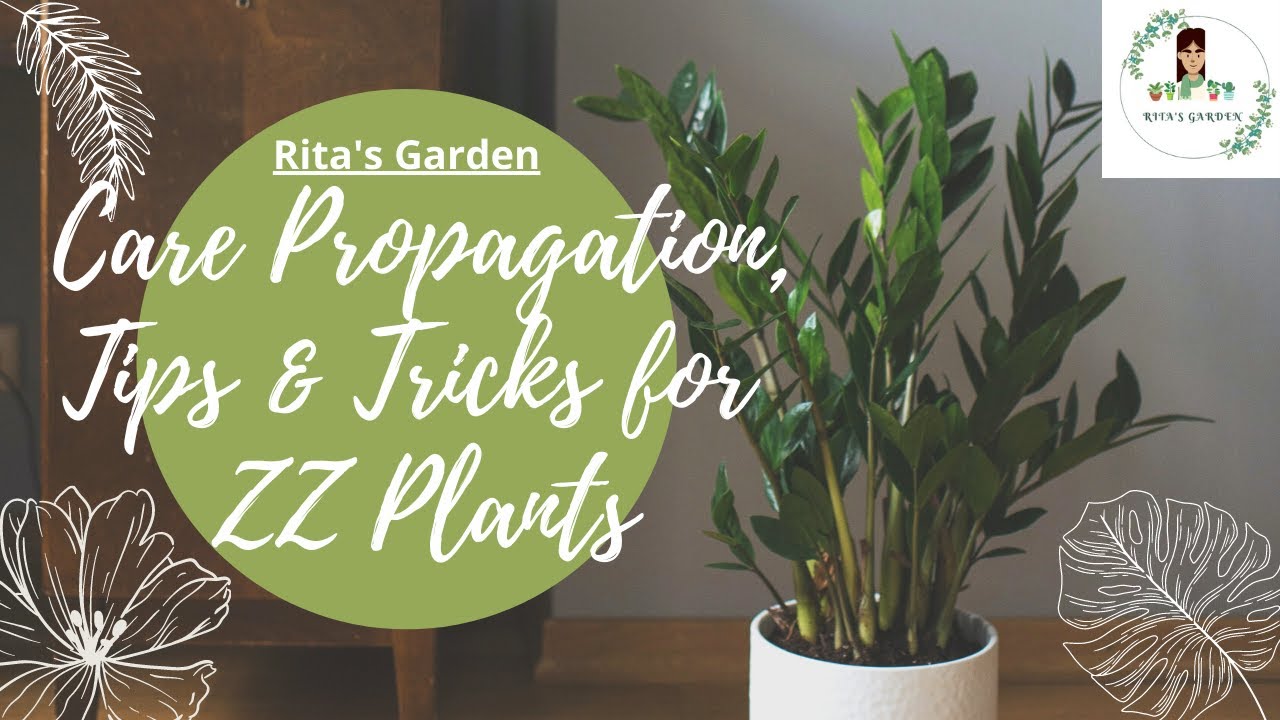 All About ZZ Plant Care, Propagation, Potting mix for ZZ Plant Tamil