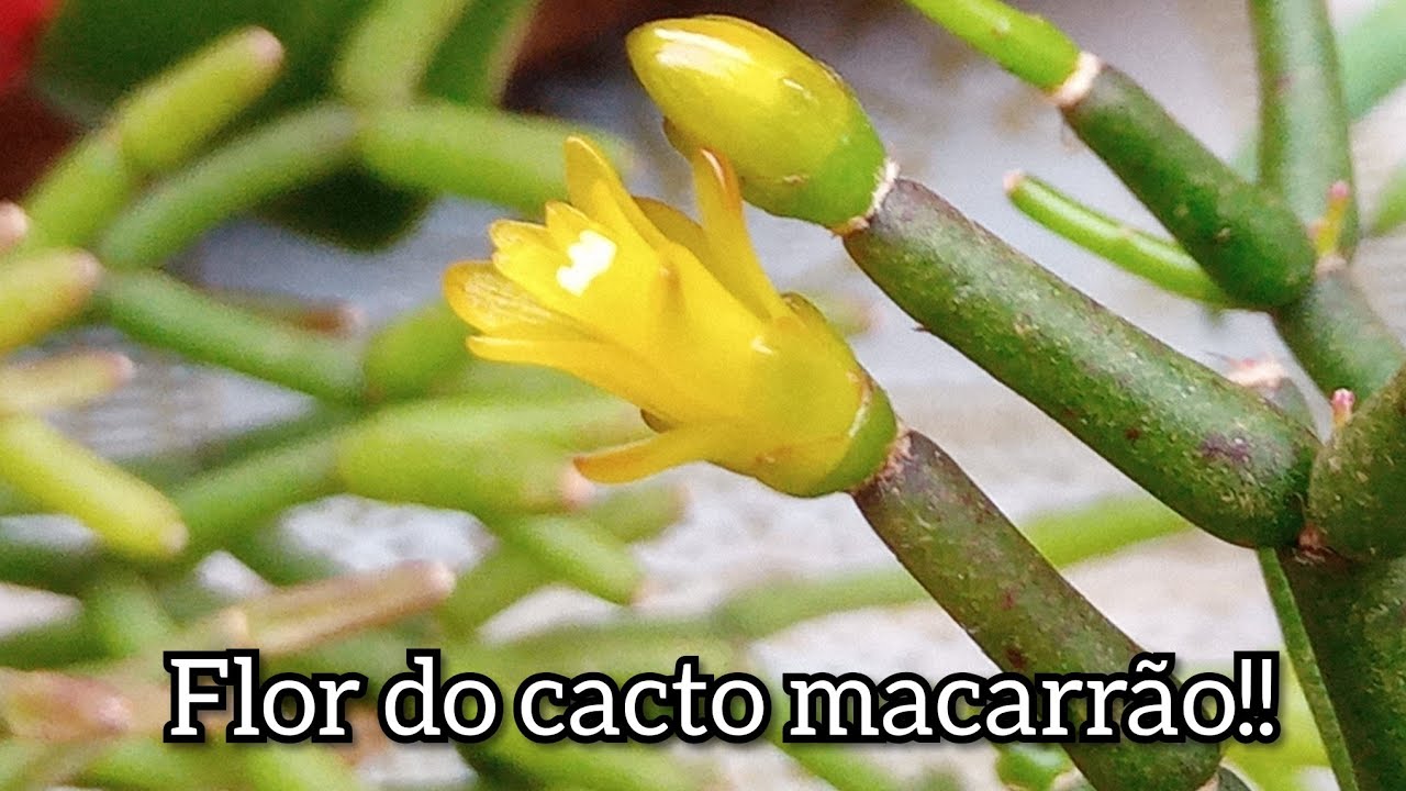 Mostrando a evolução da muda do cacto macarrão com flor! - thptnganamst.edu.vn