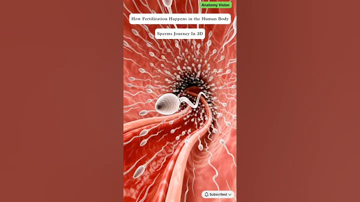 How Fertilization Happens in the Human Body | Ultra Realistic 3D Animation | Anatomy Vision #science