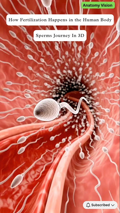 How Fertilization Happens in the Human Body | Ultra Realistic 3D Animation | Anatomy Vision #science