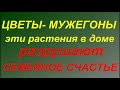 Комнатные растения-мужегоны. Они разрушают семейное счастье...