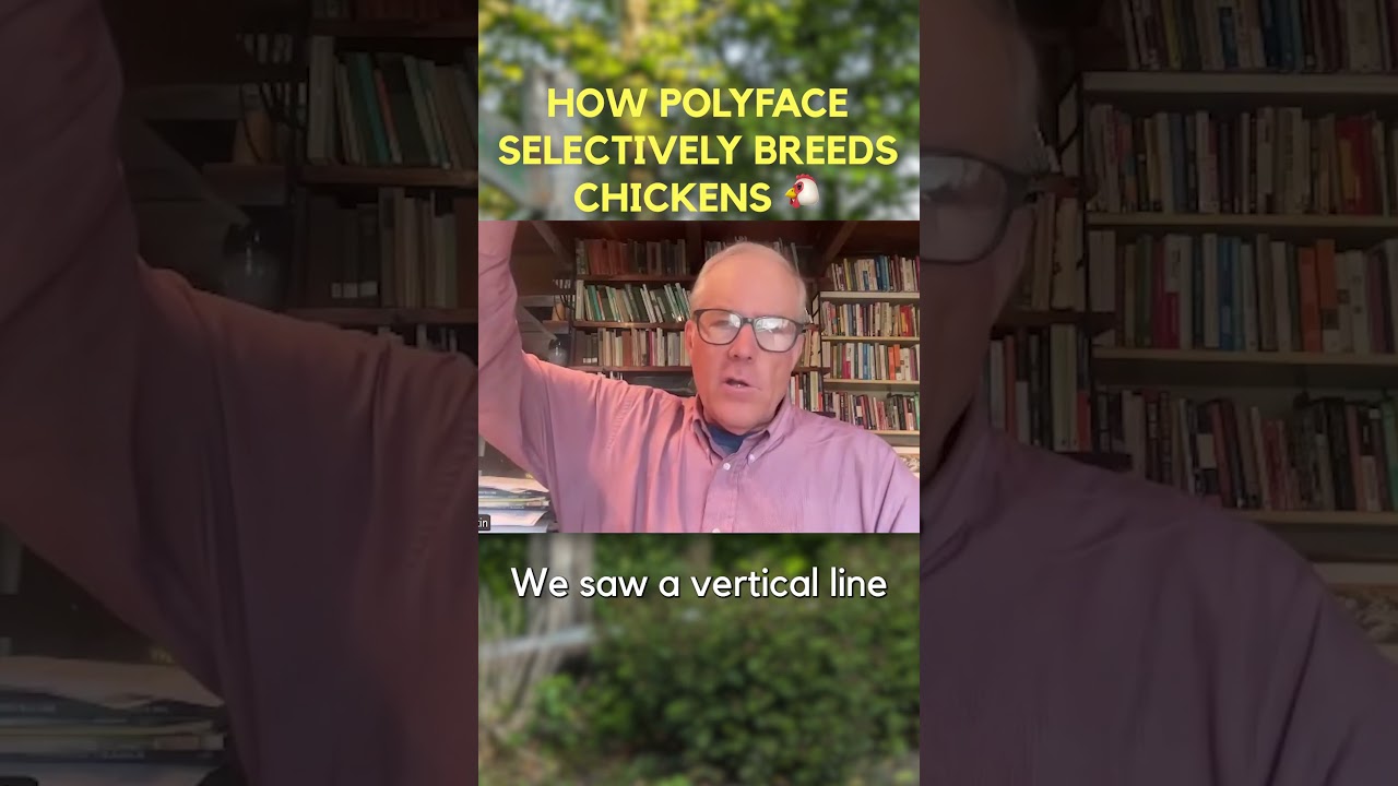 How Polyface Farm Genetically Selects Chickens