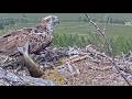 Louis the Loch Arkaig Osprey's third delivery is a huge frantically flapping trout 15 Jun 2026