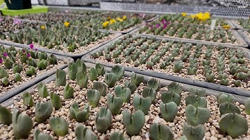 Conophytum Propagation: 100% Success with This Method!