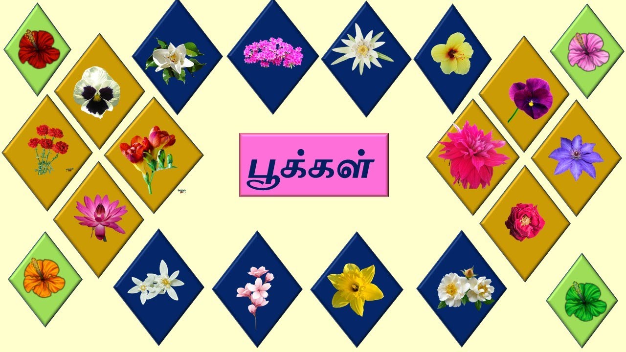 பூக்கள் 90 Flowers name in TAMIL 90 பூக்களின் பெயர்கள் Flowers