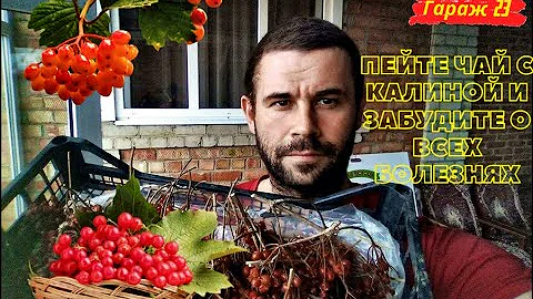 Что будет со здоровьем если пить чай с калиной каждый день