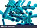 Les bacilles   gram positif corynebacterium diphteriae