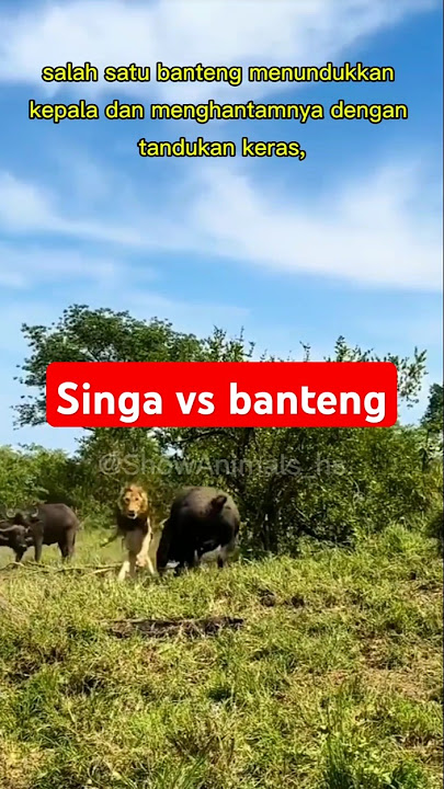 singa jantan yang malang #short #vidiohewan #singa