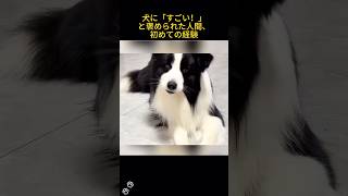 犬に「すごい！」と褒められた人間、初めての経験 #ボーダーコリー #知能天花板 #ボタン会話 #笑える動物 #あるある
