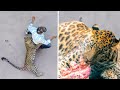 When Leopard Encounters Go Wrong