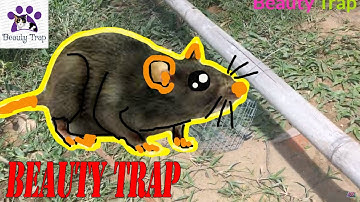How To Catch Coconut Mice/Cách Bắt Chuột Dừa/Beauty Trap 2019